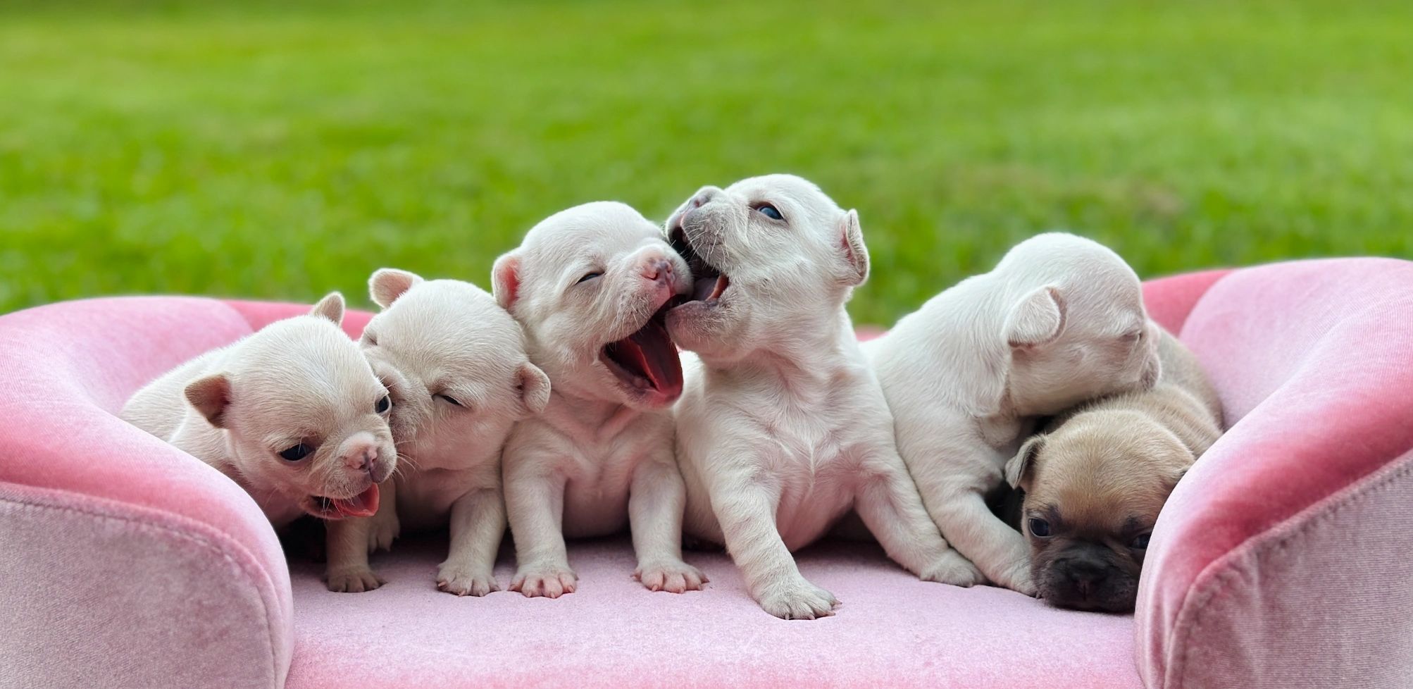 904frenchies French Bulldog Puppies Jacksonville, Florida